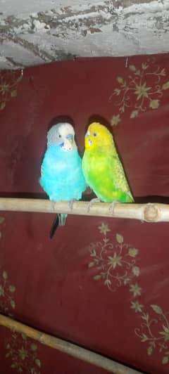 Australian parots breader pair