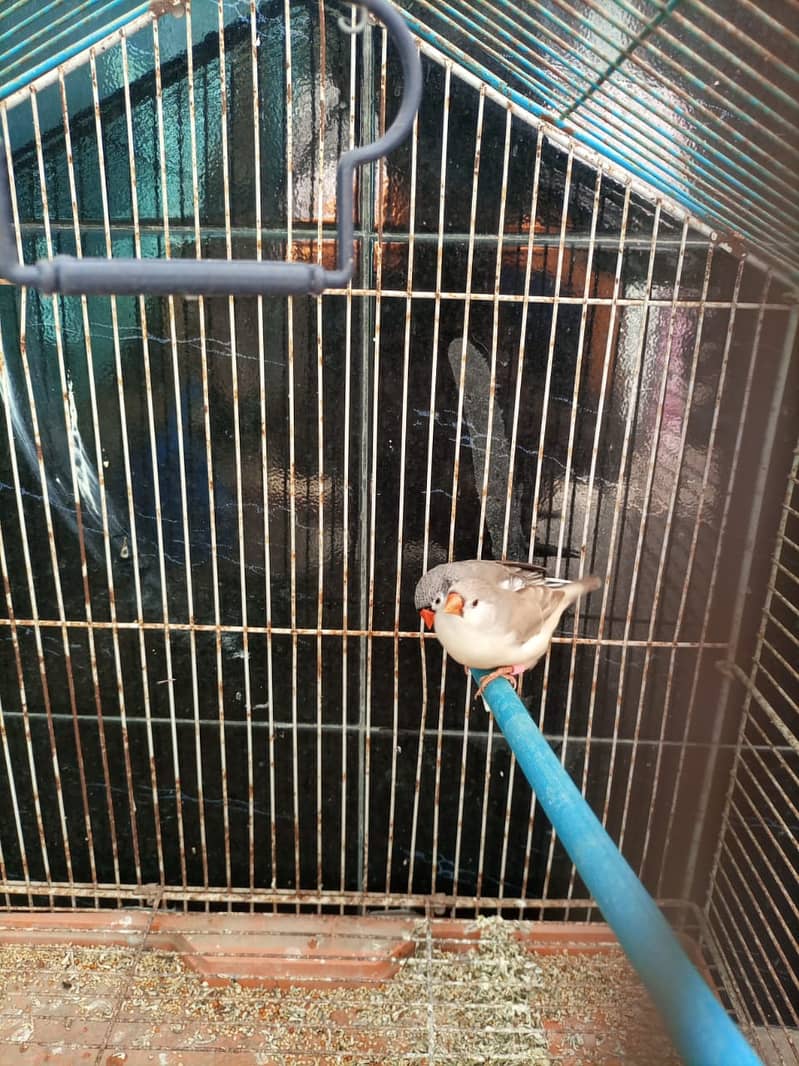 2b,3b,Bcbb zebra finch (lb,fawn,ng), splits 9