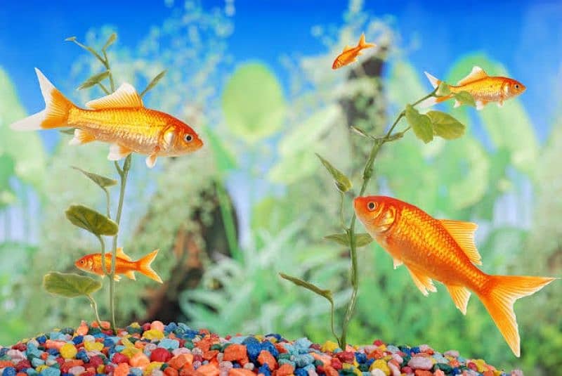 Fish Tank/Aquarium maintenance Service for contact Lahore 0