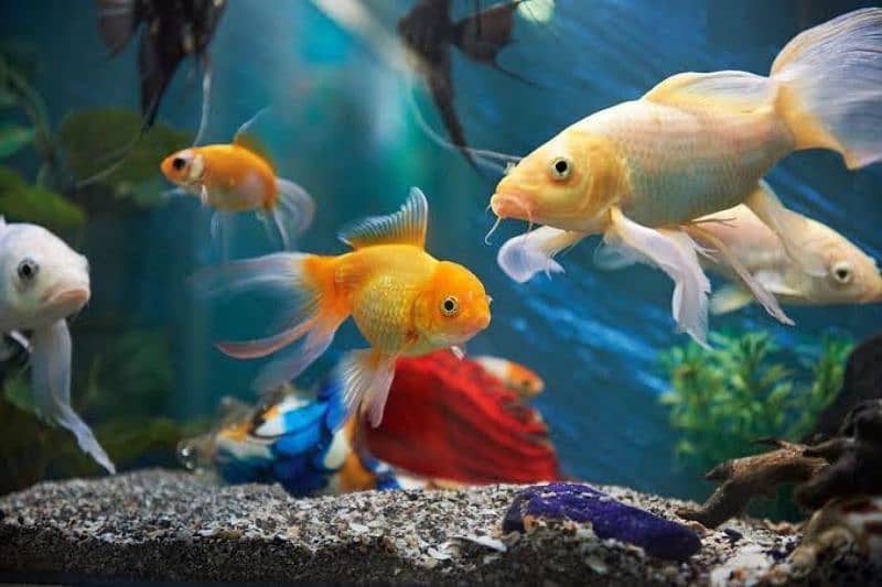 Fish Tank/Aquarium maintenance Service for contact Lahore 1