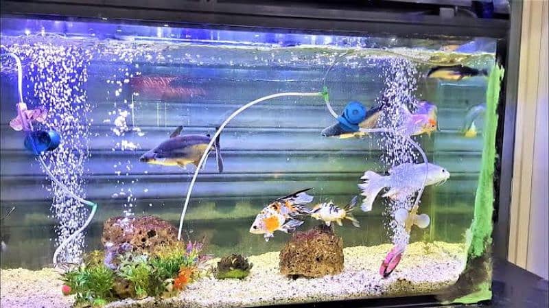 Fish Tank/Aquarium maintenance Service for contact Lahore 2