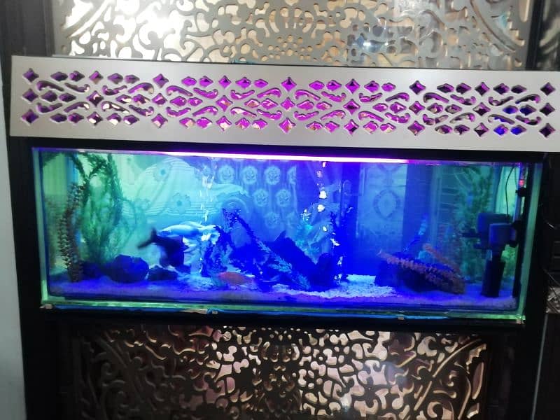 Fish Tank/Aquarium maintenance Service for contact Lahore 4