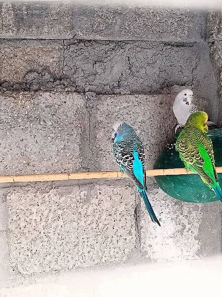 parrots 3