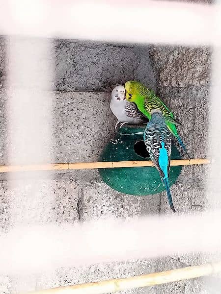 parrots 6