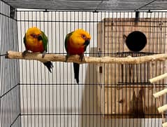 Jenday Conure pair, ready to breed