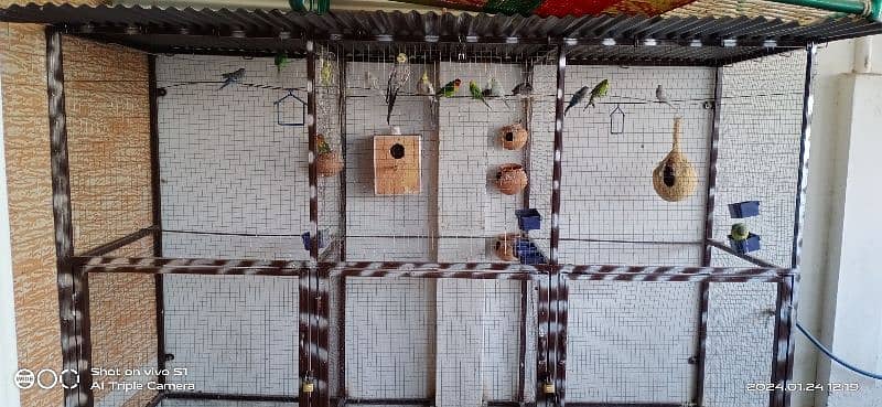Parrots for sale with big size cage 0