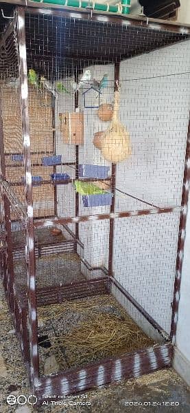 Parrots for sale with big size cage 1