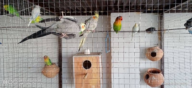 Parrots for sale with big size cage 2
