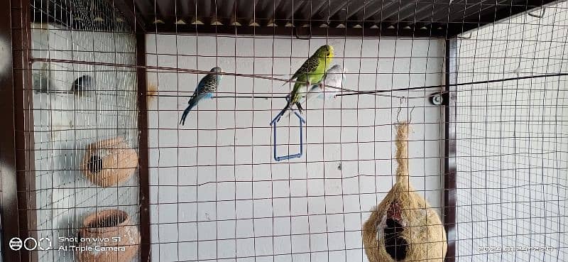 Parrots for sale with big size cage 3