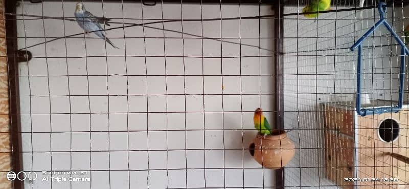 Parrots for sale with big size cage 4