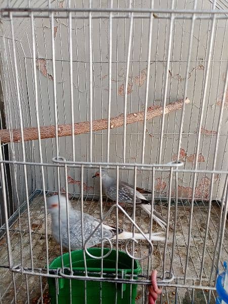 White tail dove 3