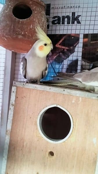 Australian, Cocktail and Leopards Parrots Pair for sale Home Breed 4