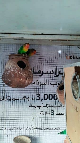 Australian, Cocktail and Leopards Parrots Pair for sale Home Breed 7