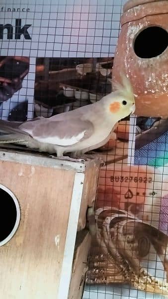 Australian, Cocktail and Leopards Parrots Pair for sale Home Breed 9