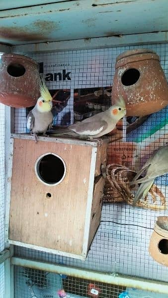 Australian, Cocktail and Leopards Parrots Pair for sale Home Breed 10