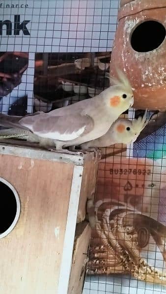 Australian, Cocktail and Leopards Parrots Pair for sale Home Breed 11