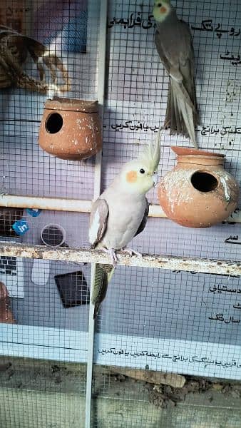 Australian, Cocktail and Leopards Parrots Pair for sale Home Breed 12