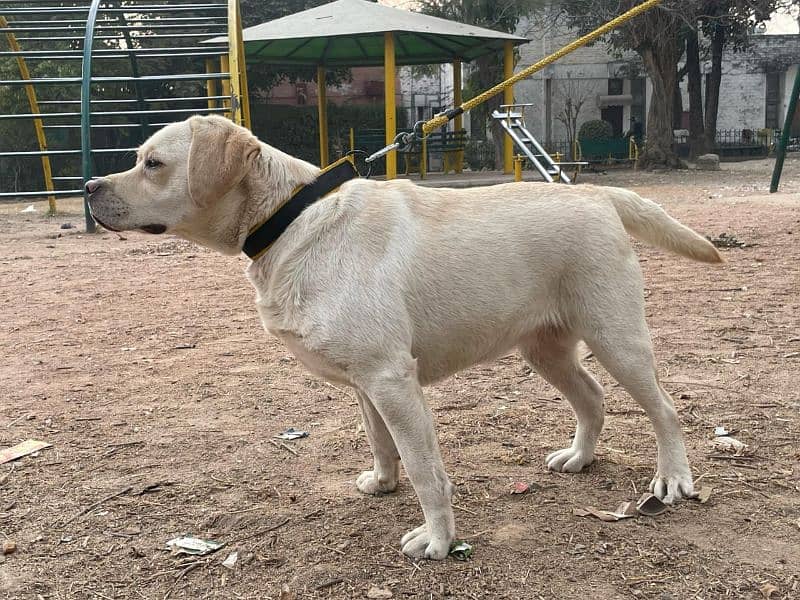 Pair Labrador Retriever 1