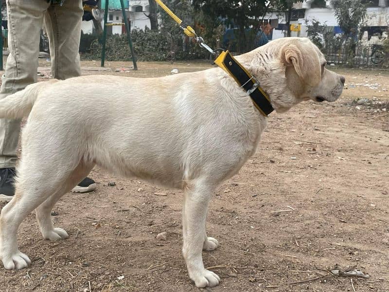 Pair Labrador Retriever 3