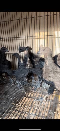 Ayam Cemani Black Toungue chicks