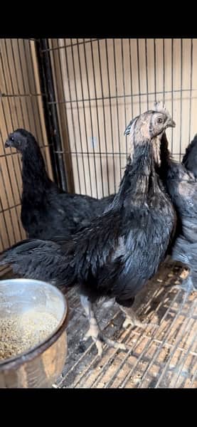Ayam Cemani Black Toungue chicks 1
