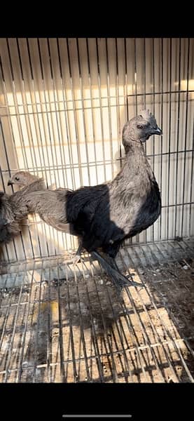 Ayam Cemani Black Toungue chicks 2