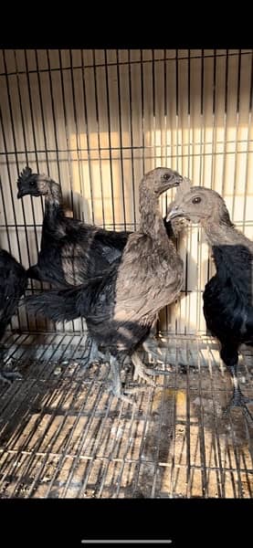 Ayam Cemani Black Toungue chicks 3