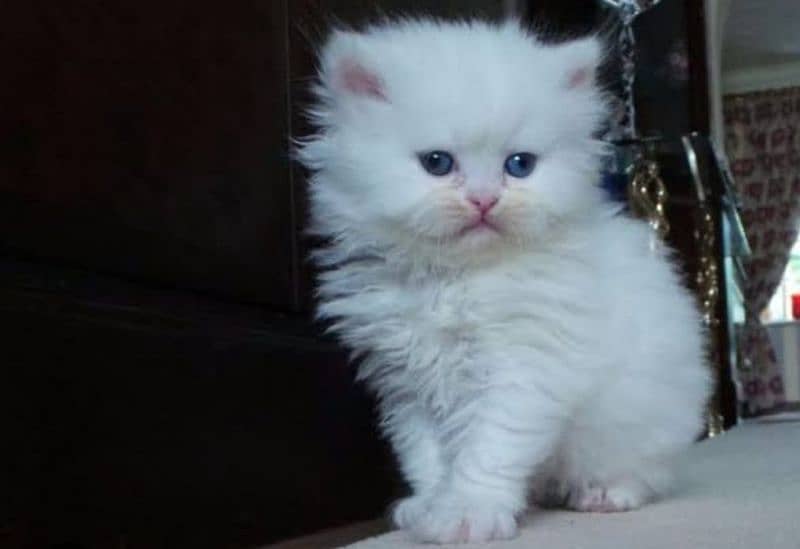 triple coated Persian kittens 0