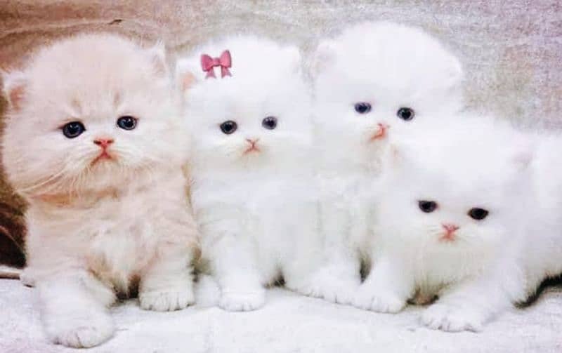 triple coated Persian kittens 1