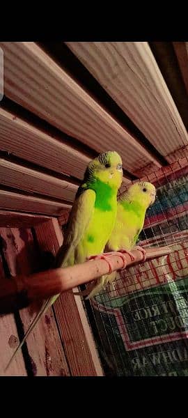 2 pair Australian 3 baby  or love birds pair 7000 03098285378 1