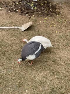 Guinea fowl teetri chakoor 1 pair 0