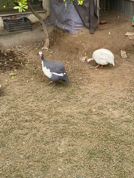 Guinea fowl teetri chakoor 1 pair 1
