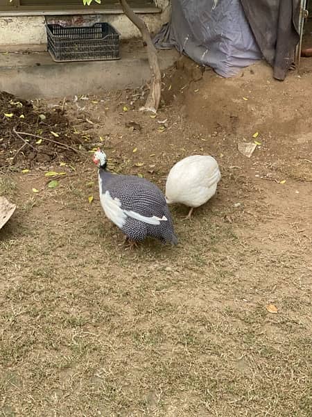 Guinea fowl teetri chakoor 1 pair and 1 female 4