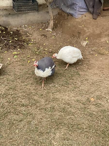 Guinea fowl teetri chakoor 1 pair and 1 female 5