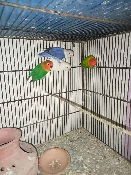 love bird breeder pairs with eggs 0