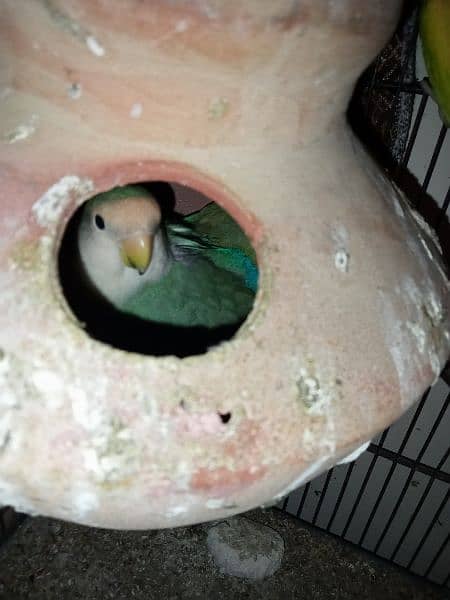 love bird breeder pairs with eggs 4