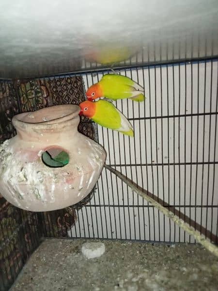 love bird breeder pairs with eggs 5