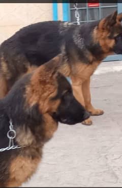 German shepherd dog store for sale olx