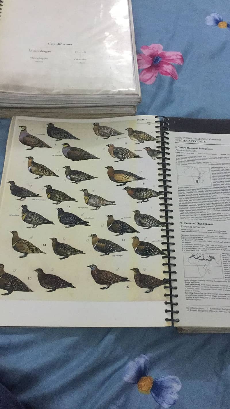 Handbook of the Birds of the World 10