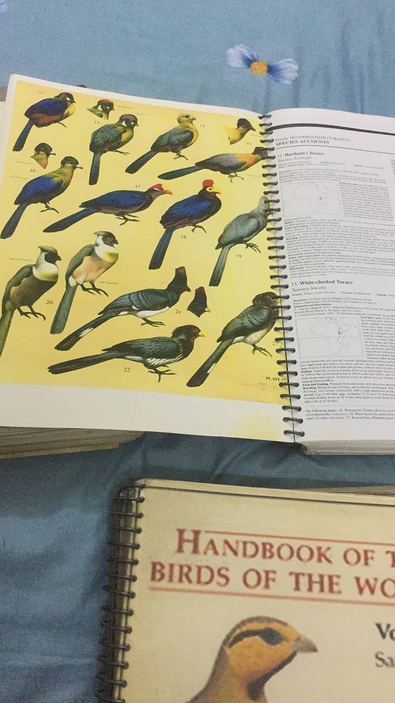 Handbook of the Birds of the World 11