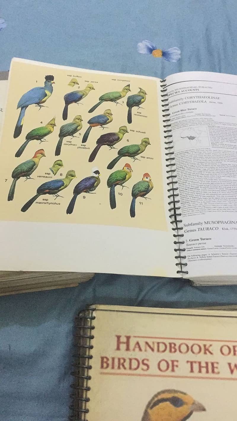Handbook of the Birds of the World 12
