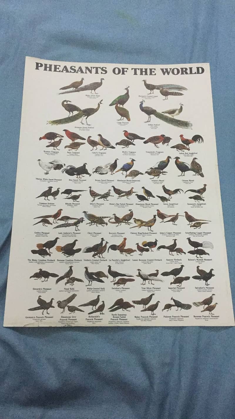 Handbook of the Birds of the World 13