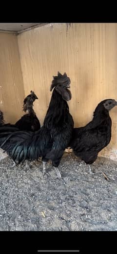 Ayam Cemani Black Toungue 1+1 ( F1 Breed  )