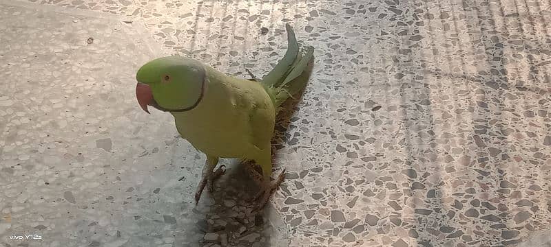 parot for sale hand tamed and talking 0