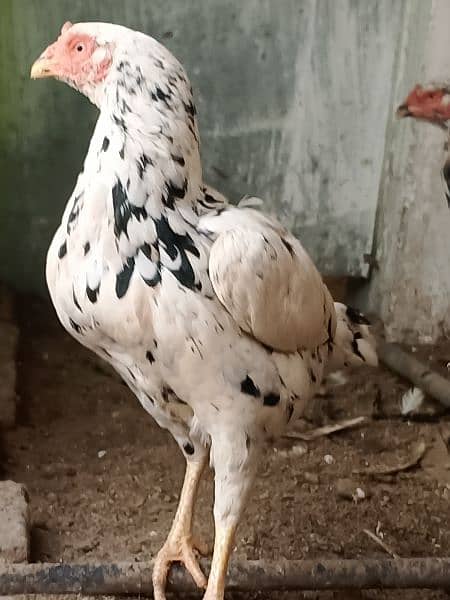 Top quality Aseel male and female available for sale 2