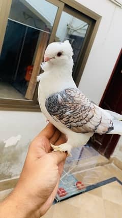 Sentinent pigeon (parrort style) impoted breed Pair for Sale