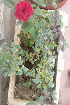 Thailandi Rose Plant