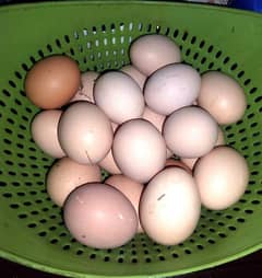 Pure Desi Fertile Eggs
