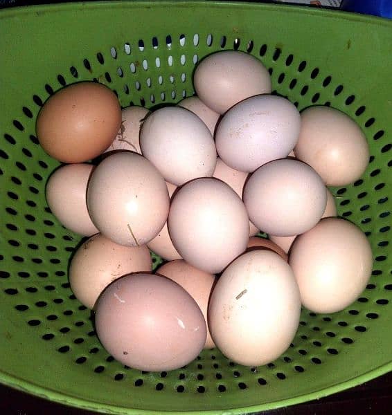 Pure Desi Fertile Eggs 0