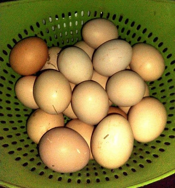 Pure Desi Fertile Eggs 3